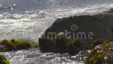 海藻在智利海岸的潮汐中跳舞，阿尔加罗博